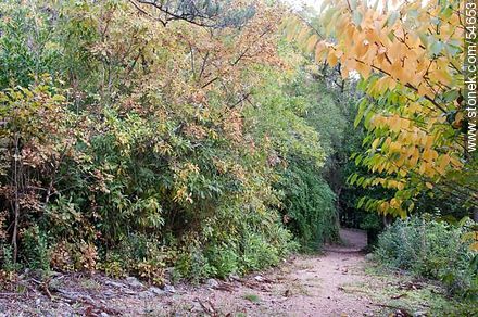 Arboretum Lussich trail - Punta del Este and its near resorts - URUGUAY. Photo #54653