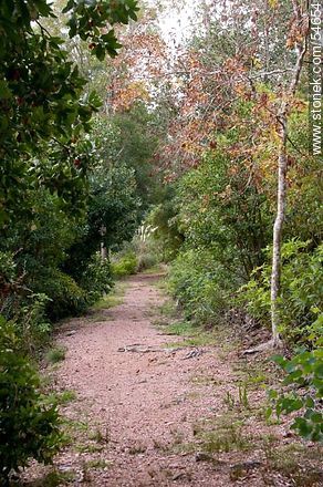 Arboretum Lussich trail - Punta del Este and its near resorts - URUGUAY. Photo #54654