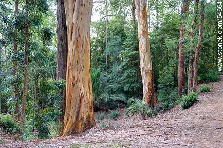 Eucaliptus en el Arboreto Lussich - Punta del Este y balnearios cercanos - URUGUAY. Foto No. 54664