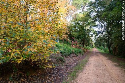 Camino de otoño en el Arboreto Lussich - Punta del Este y balnearios cercanos - URUGUAY. Foto No. 54679