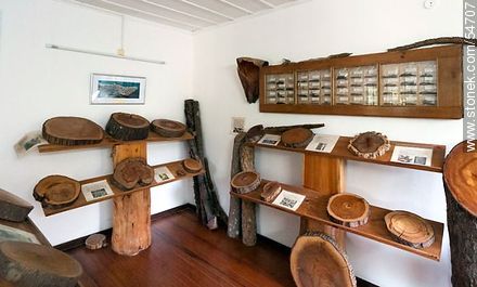 Secciones de troncos de árboles en el museo del Arboreto Lussich - Punta del Este y balnearios cercanos - URUGUAY. Foto No. 54707