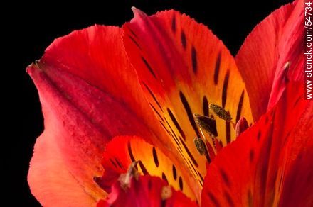 Red Alstroemeria - Flora - MORE IMAGES. Photo #54734