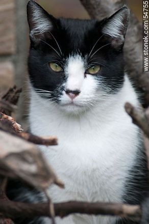 Black and white cat - Fauna - MORE IMAGES. Photo #54755