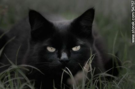 Gato negro al acecho - Fauna - IMÁGENES VARIAS. Foto No. 54757