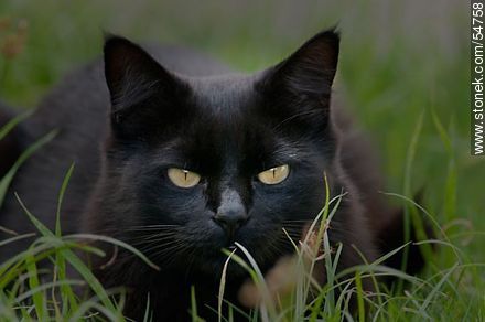 Gato negro al acecho - Fauna - IMÁGENES VARIAS. Foto No. 54758