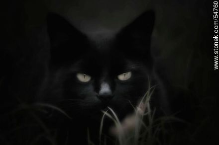 Gato negro al acecho - Fauna - IMÁGENES VARIAS. Foto No. 54760