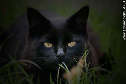 Gato negro al acecho - Fauna - IMÁGENES VARIAS. Foto No. 54761