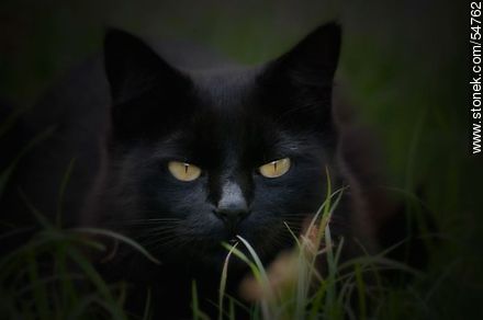 Gato negro al acecho - Fauna - IMÁGENES VARIAS. Foto No. 54762