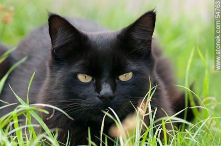Gato negro al acecho - Fauna - IMÁGENES VARIAS. Foto No. 54763
