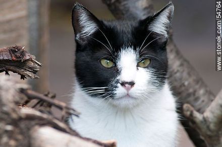 Gato blanco y negro - Fauna - IMÁGENES VARIAS. Foto No. 54764