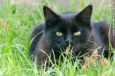 Black cat on the grass - Fauna - MORE IMAGES. Photo #54765