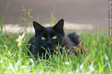 Black cat on the grass - Fauna - MORE IMAGES. Photo #54768