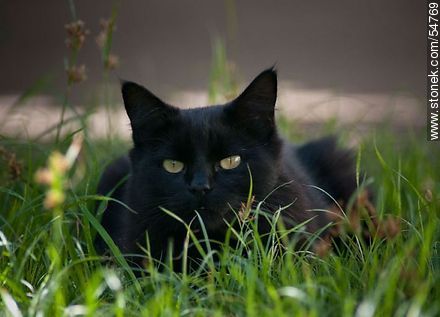 Black cat on the grass - Fauna - MORE IMAGES. Photo #54769