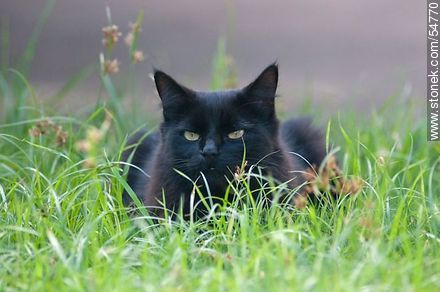 Black cat on the grass - Fauna - MORE IMAGES. Photo #54770