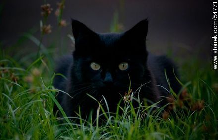 Black cat on the grass - Fauna - MORE IMAGES. Photo #54771