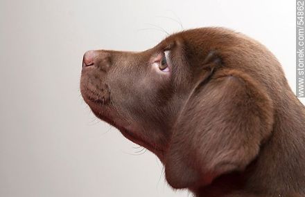 Cachorro de labrador retriever chocolate - Fauna - IMÁGENES VARIAS. Foto No. 54862