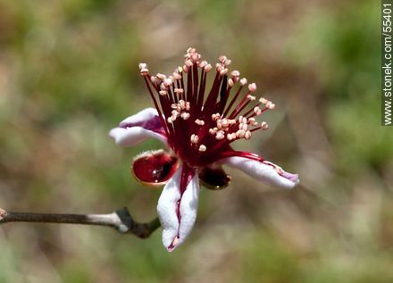 Native guava flower - Flora - MORE IMAGES. Photo #55401
