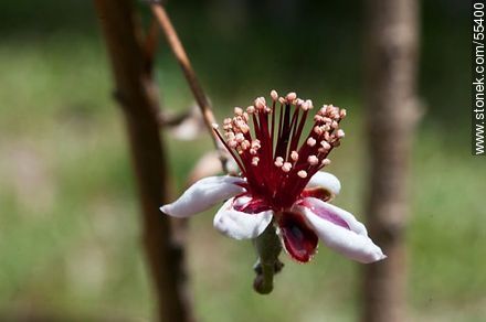 Native guava flower - Flora - MORE IMAGES. Photo #55400