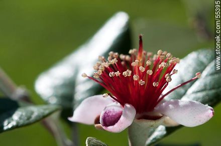 Native guava flower - Flora - MORE IMAGES. Photo #55395