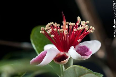 Native guava flower - Flora - MORE IMAGES. Photo #55394
