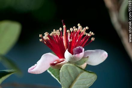 Native guava flower - Flora - MORE IMAGES. Photo #55393