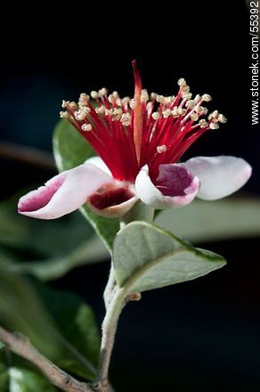 Native guava flower - Flora - MORE IMAGES. Photo #55392