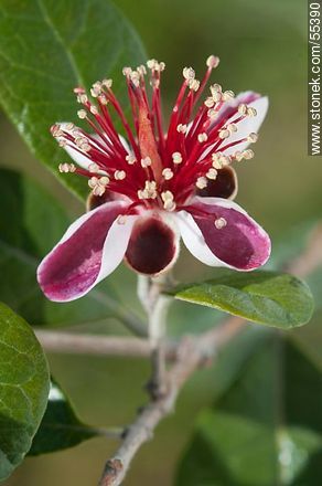 Native guava flower - Flora - MORE IMAGES. Photo #55390