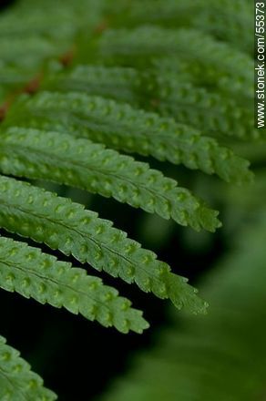 Fern leaf detail - Flora - MORE IMAGES. Photo #55373