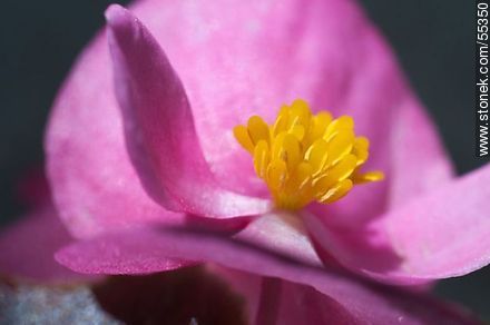 Pink begonia - Flora - MORE IMAGES. Photo #55350