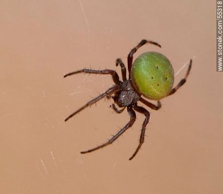 Araña de cuerpo oscuro con pelos blancos y abdomen verde tejiendo su tela - Fauna - IMÁGENES VARIAS. Foto No. 55318