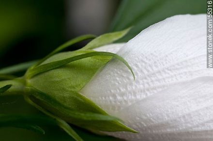 Altea blanca - Flora - IMÁGENES VARIAS. Foto No. 55316