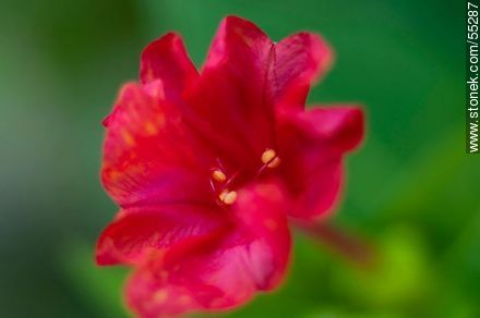Red mirabilis jalapa - Flora - MORE IMAGES. Photo #55287