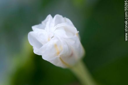 White mirabilis jalapa - Flora - MORE IMAGES. Photo #55285