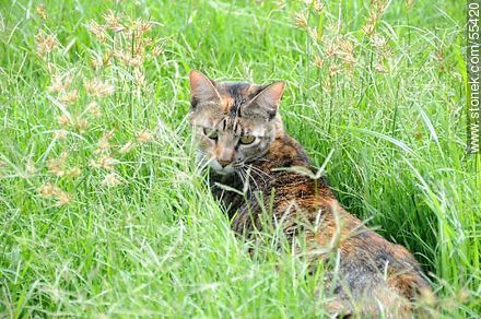 Gato doméstico acechando entre los pastos crecidos - Fauna - IMÁGENES VARIAS. Foto No. 55420