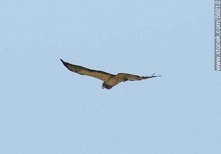 Águila langostera en el departamento de Flores - Fauna - IMÁGENES VARIAS. Foto No. 56012