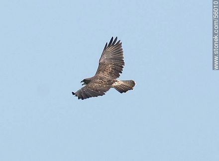 Swainson's Hawk  - Fauna - MORE IMAGES. Photo #56010
