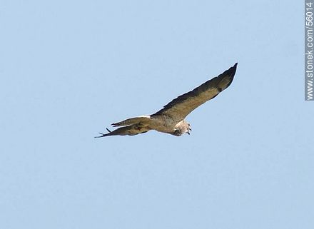 Swainson's Hawk  - Fauna - MORE IMAGES. Photo #56014