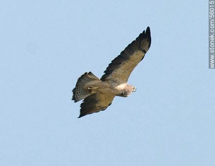 Swainson's Hawk  - Fauna - MORE IMAGES. Photo #56015