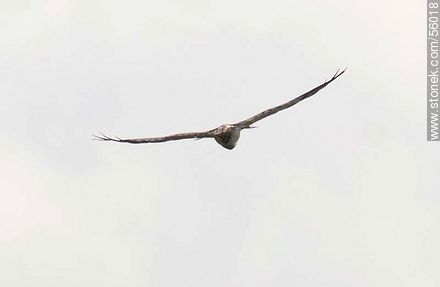 Swainson's Hawk  - Fauna - MORE IMAGES. Photo #56018