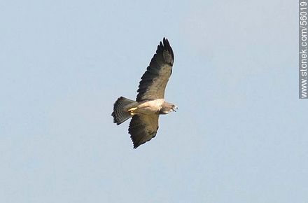 Swainson's Hawk  - Fauna - MORE IMAGES. Photo #56019