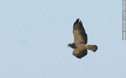 Swainson's Hawk  - Fauna - MORE IMAGES. Photo #56025