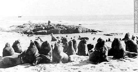Lobos marinos en la Isla de Lobos - Punta del Este y balnearios cercanos - URUGUAY. Foto No. 56160