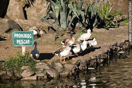 Geese: No Fishing! - Department of Montevideo - URUGUAY. Photo #56341