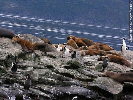 Lobos Island of Ushuaia. Cormorants and fur seals. -  - ARGENTINA. Photo #56862