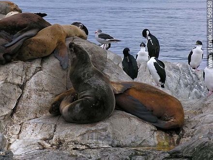 Isla de Lobos de Ushuaia. Cormoranes y lobos marinos. -  - ARGENTINA. Foto No. 56858