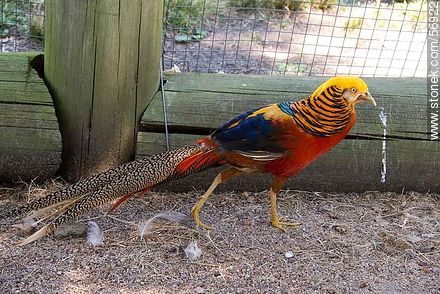 Golden pheasant at Rodolfo Tálice Zoo in Trinidad, Flores, Uruguay - Fauna - MORE IMAGES. Photo #56922
