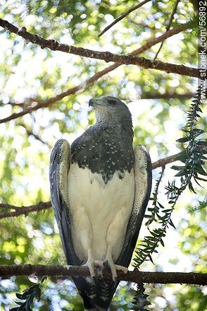 Águila mora en el Parque Zoológico Rodolfo Tálice - Departamento de Flores - URUGUAY. Foto No. 56892