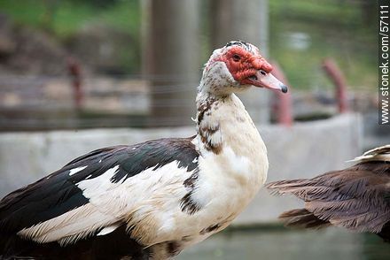 Salto Municipal Zoo. Muscovy duck. - Fauna - MORE IMAGES. Photo #57111