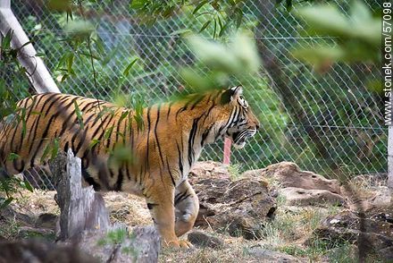 Salto Municipal Zoo. Bengal Tiger. - Department of Salto - URUGUAY. Photo #57098