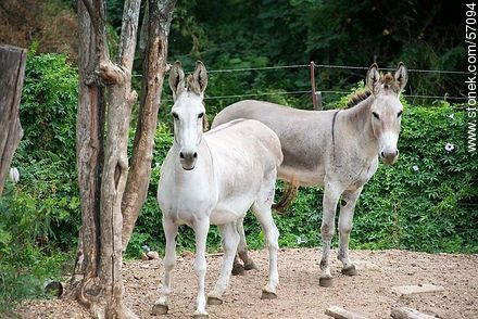Salto Municipal Zoo. Donkeys. - Fauna - MORE IMAGES. Photo #57094